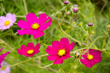 Obraz premium Pinke Blume in einem Garten in Neuseeland