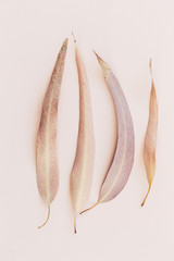 Botanical print, eucalyptus leaves closeup pink paper background