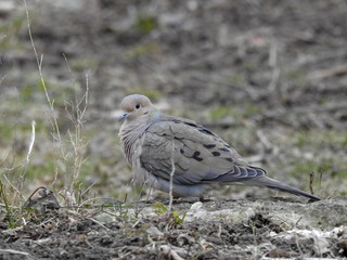 mourning dove in camouflage