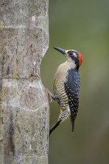 Black-cheeked Woodpecker - Melanerpes pucherani, beautiful colorful red capped woodpecker from Central America, Costa Rica forest.