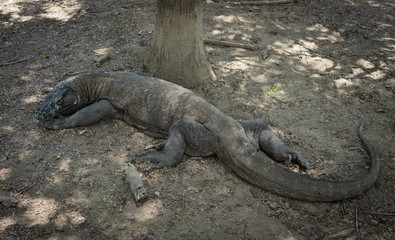 komodo dragon