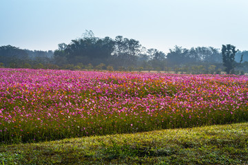 colorful cosmos flowers planted in a large fields on the hill. cosmos flowers .are blooming in winter