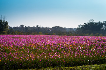 colorful cosmos flowers planted in a large fields on the hill. cosmos flowers .are blooming in winter