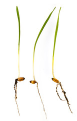 Fototapeta premium young wheat sprouts isolated on a white background
