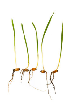 young wheat sprouts isolated on a white background