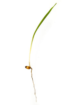 young wheat sprouts isolated on a white background
