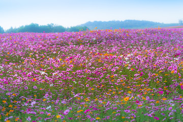 colorful cosmos flowers planted in a large fields on the hill. cosmos flowers .are blooming in winter