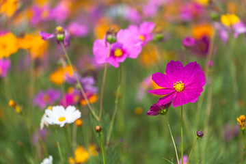 Obraz na płótnie Canvas colorful cosmos flowers planted in a large fields on the hill. cosmos flowers .are blooming in winter