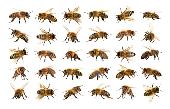 group of bee or honeybee in Latin Apis Mellifera