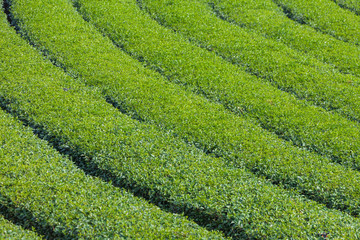 Tea plantation on the hill It requires large space to plant and is made up of steps to plant on steep mountain.