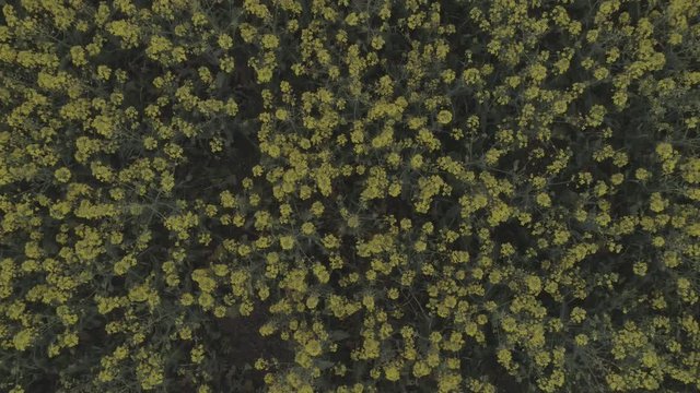 Aerial view of agricultural field with blooming yellow rape, against the blue sky. 4K video
