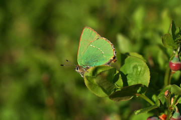 petit papillon vert Lycaene
