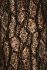 the natural dark tree and wood surface texture or background in vintage, dark or scary style