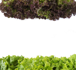 Top view. Lettuce at border of image with copy space for text. Green and red lettuce on white background.