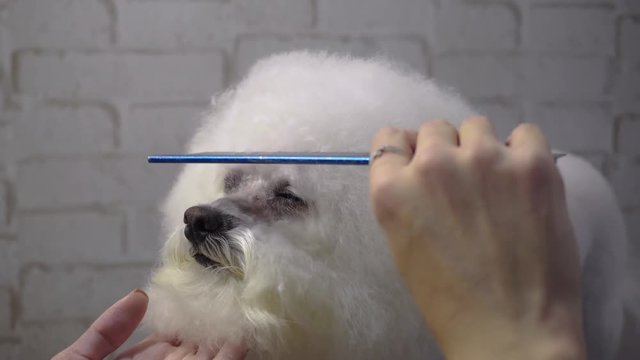 a hairstyle of dogs. Grumer combs the Bichon Frize dog