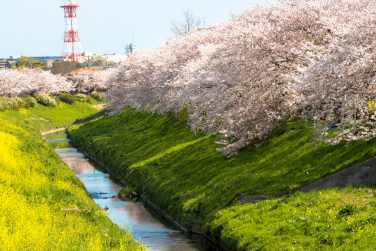 Cherry blossom rows along the Toyoda River in Mobara city, Chiba Prefecture