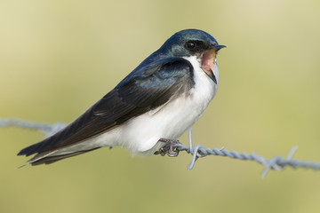 Yelling Angry Tree Swallow 