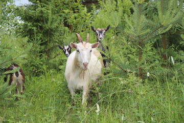 Goats in forest