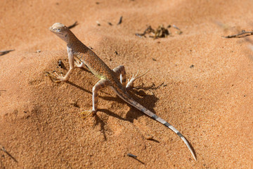 Great Basin Whiptail 6