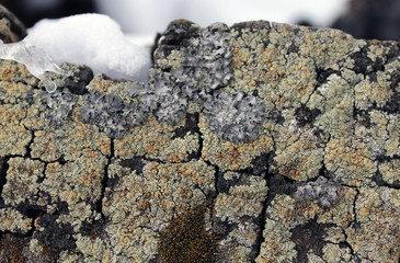 Lichen moss growing on the bark of a tree. Texture of tree bark with dry moss.