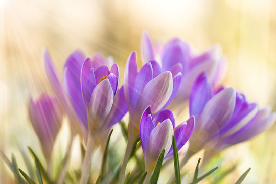     Krokusbl&uuml;ten im Sonnenlicht 
