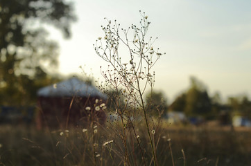 field grass flowers on the sunset