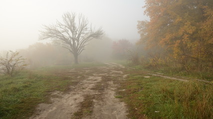 Fototapeta na wymiar Morning mist and golden autumn