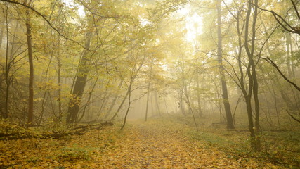 Morning mist and golden autumn