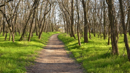 Fototapeta premium A path on the island of Khortytsya