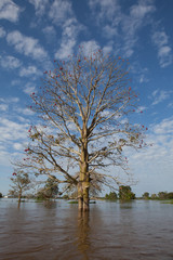 A huge tree isolated survives the force of the water during the Amazon River flood.