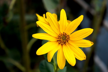 Yellow flower of Topinambour