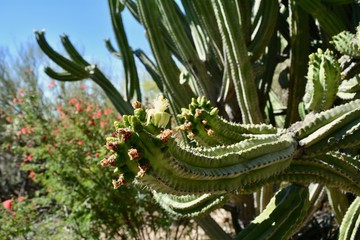 Blooming Cactus Spring Desert Arizona Garden