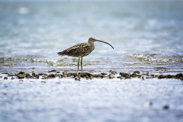 Eastern Curlew