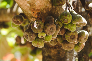 figs fruit on a tree closeup