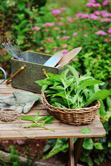 Picking fresh organic mint from own garden. Summer gardenwork on farm, homegrowth herbs and nature care concept.