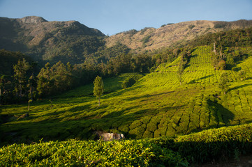 Beautiful tea plantation and mountain landscape at sunrise