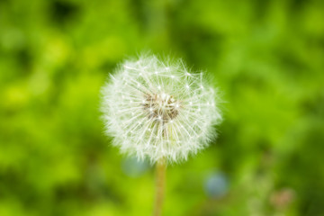 Dandelion isolated on nature,green grass background.Dandelion, Single Flower, Flower.Copy space