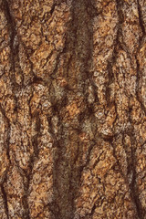 the natural dark tree and wood surface texture or background in vintage, dark or scary style