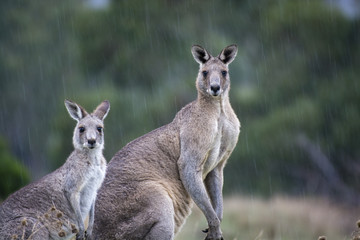Roos in the Rain