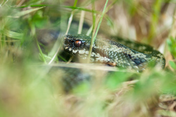 Adder in the grass