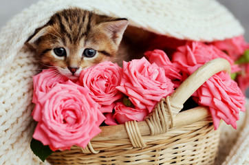 small  kitten in the basket with pink roses. Kitty and flowers