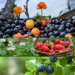 Set of different berries strawberries, cloudberries and northern bilberries. Fresh food for vegetarians