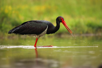 The black stork (Ciconia nigra) standing in shallow water of a pond with banks of green.Large bird in the stork family Ciconiidae. Hunting stork with drops on the beak.