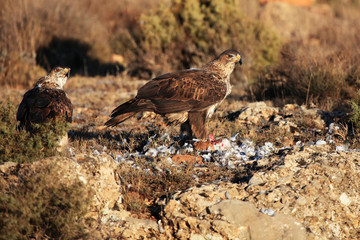 The Bonelli's eagle (Aquila fasciata) on a rock.Pair of rthe eagles with prey.