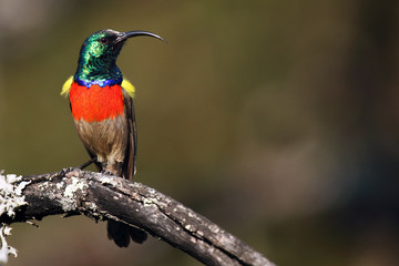 The greater double-collared sunbird (Cinnyris afer) sitting on the branch with lichens.Mountain sunbird on the branch with brown background.