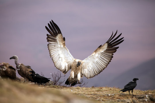 The Cape griffon or Cape vulture (Gyps coprotheres), also known as Kolbe's vulture landing on the edge of the rock among other scavengers.