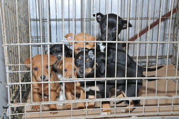 Puppies from shelter in cave