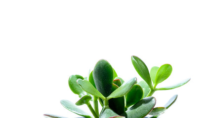 Geldbaum - Sukkulente - isoliert vor wei&szlig;em Hintergrund