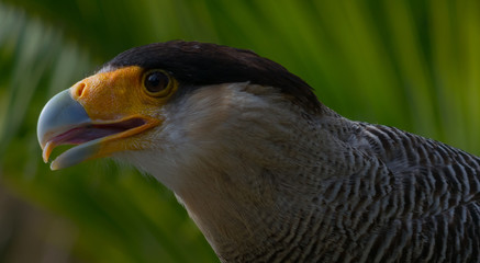 Crested Caracara (Falconidae)
