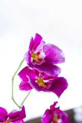 Purple orchid cambria on a white background.